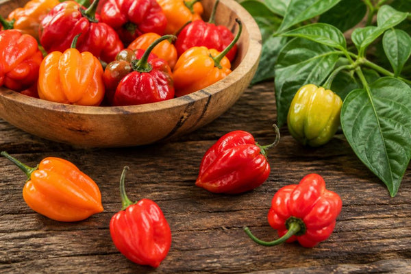 Scotch Bonnet Chilli Pepper: Heat, Flavour & Growing Guide